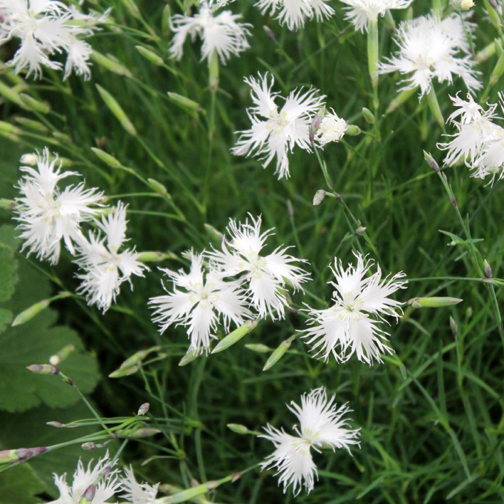 Hietaneilikka - Dianthus arenarius