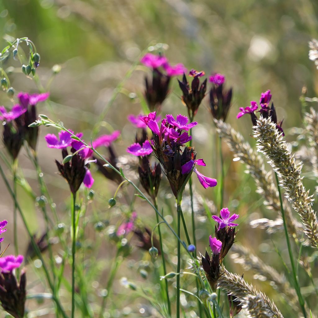 Munkkineilikka - Dianthus carthusianorum