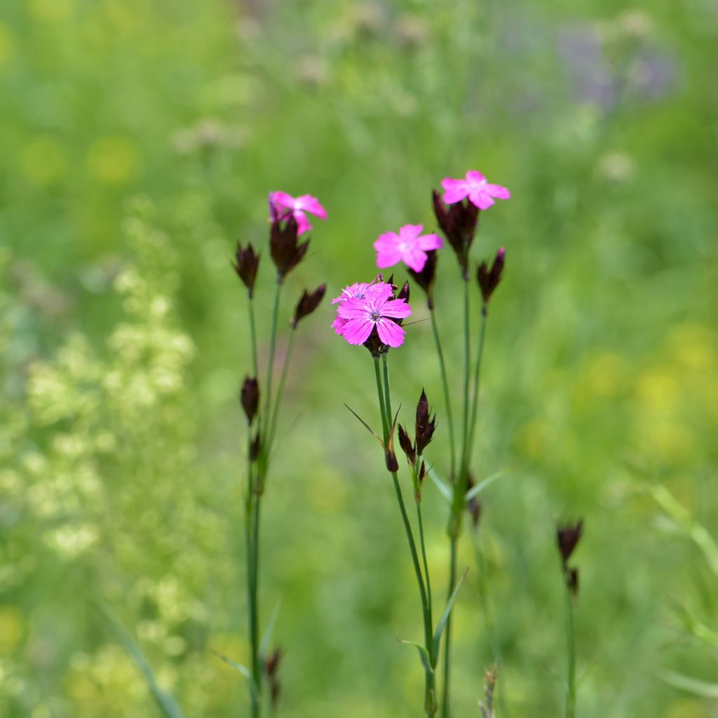 Munkkineilikka - Dianthus carthusianorum
