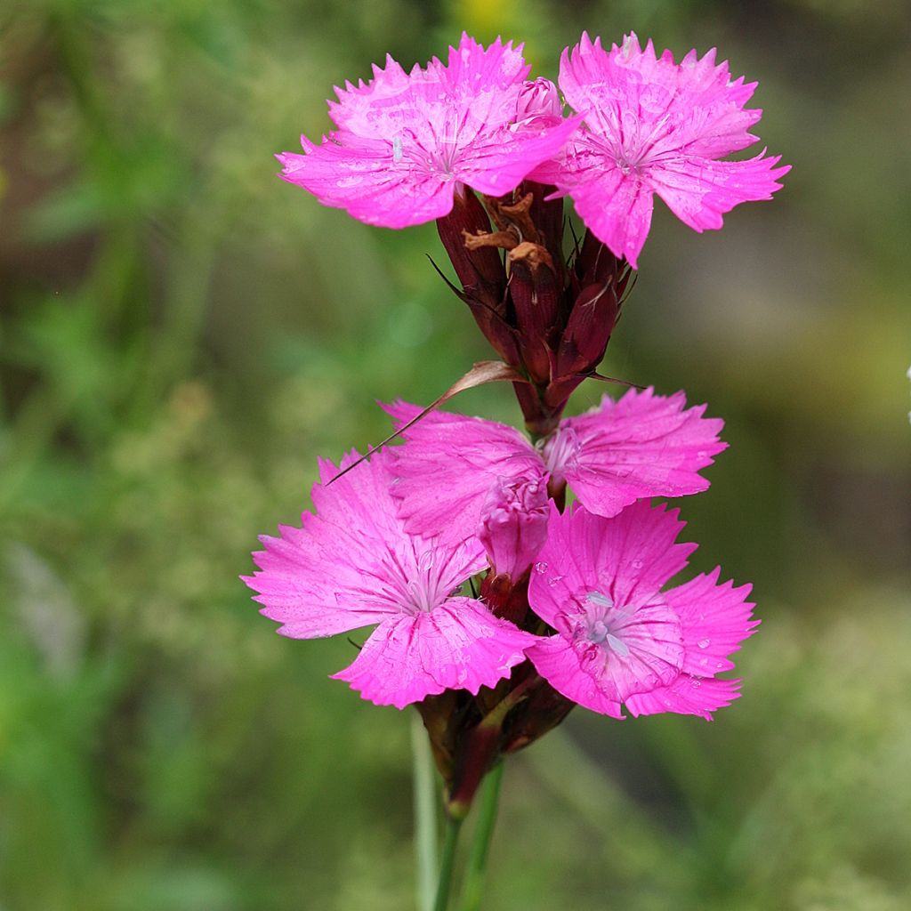 Munkkineilikka - Dianthus carthusianorum