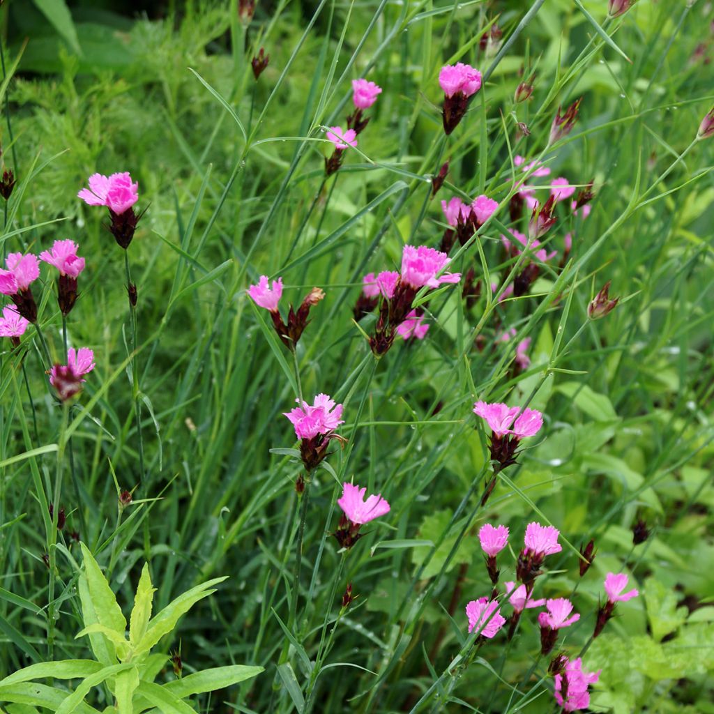 Munkkineilikka - Dianthus carthusianorum