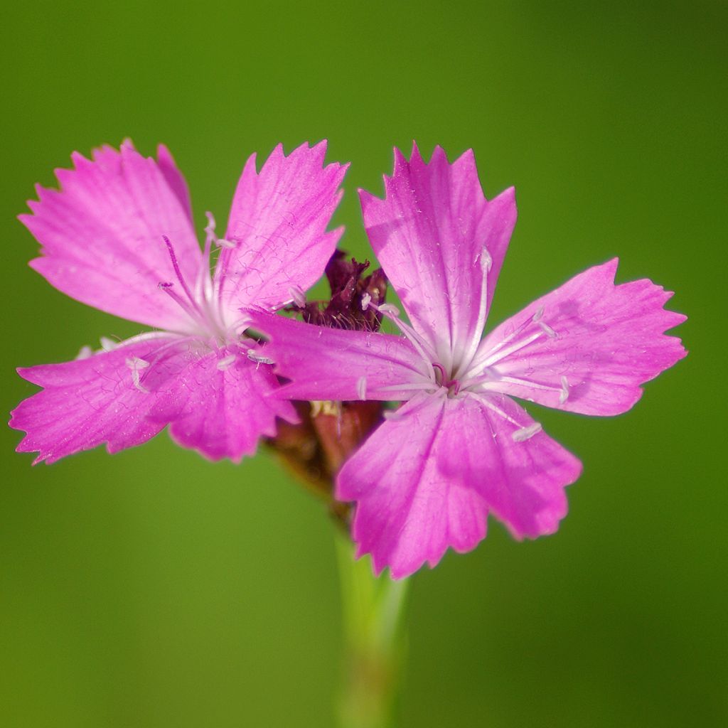 Munkkineilikka - Dianthus carthusianorum
