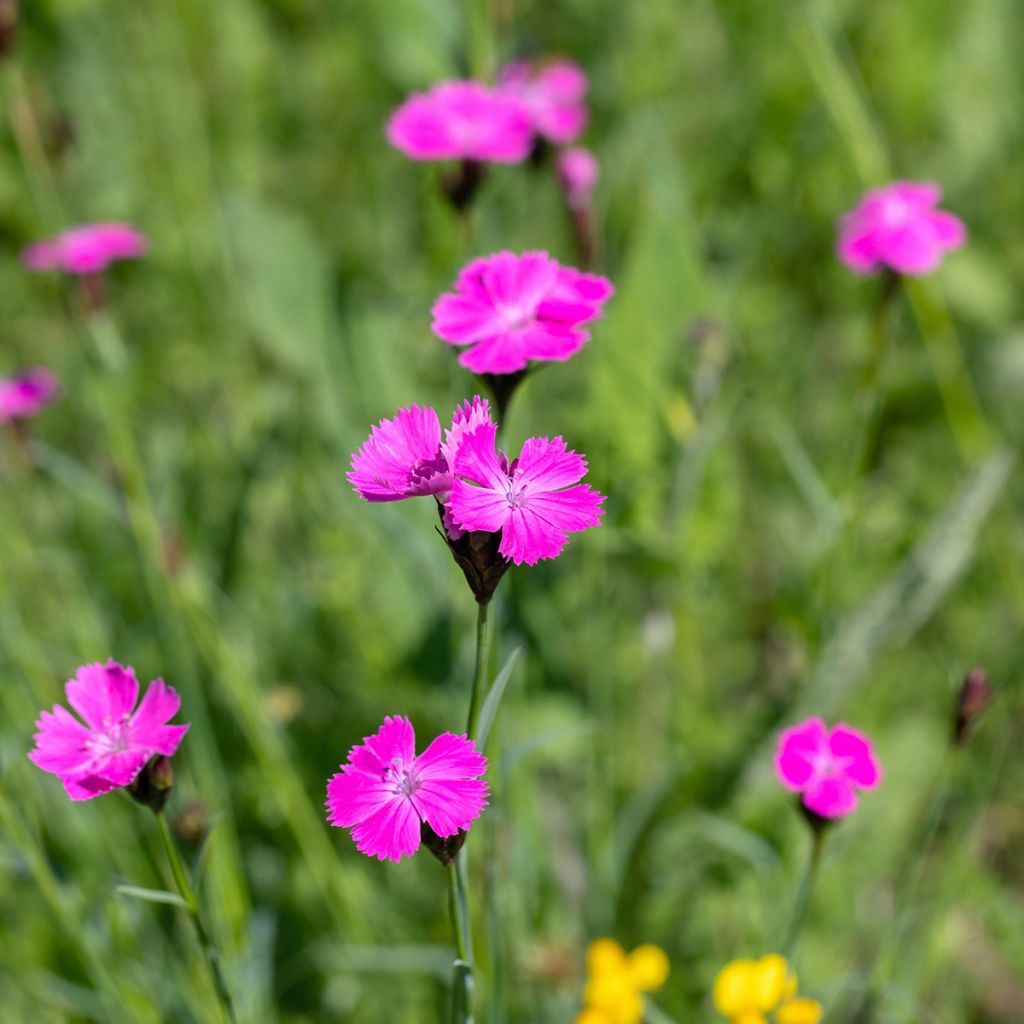 Munkkineilikka - Dianthus carthusianorum