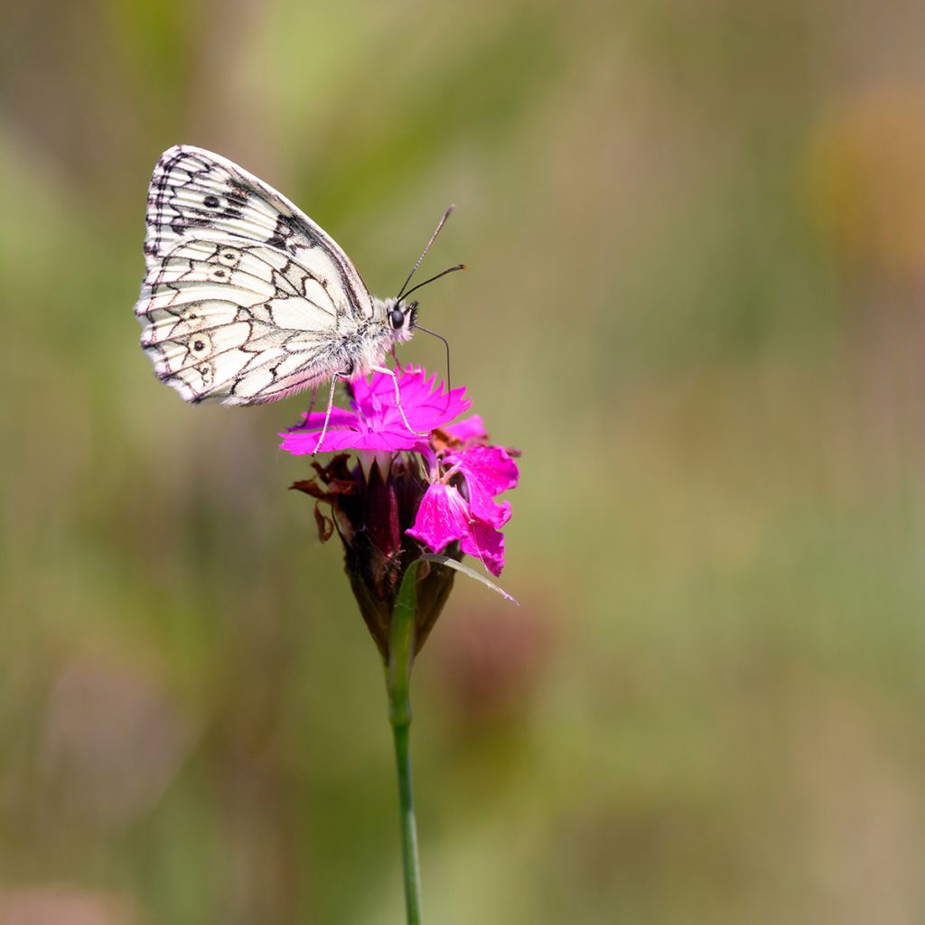 Munkkineilikka - Dianthus carthusianorum