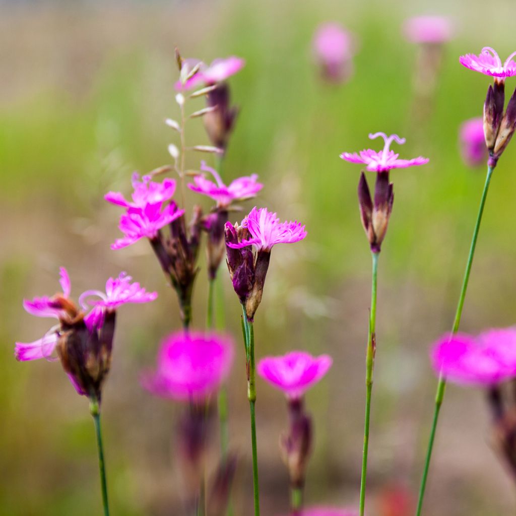 Munkkineilikka - Dianthus carthusianorum