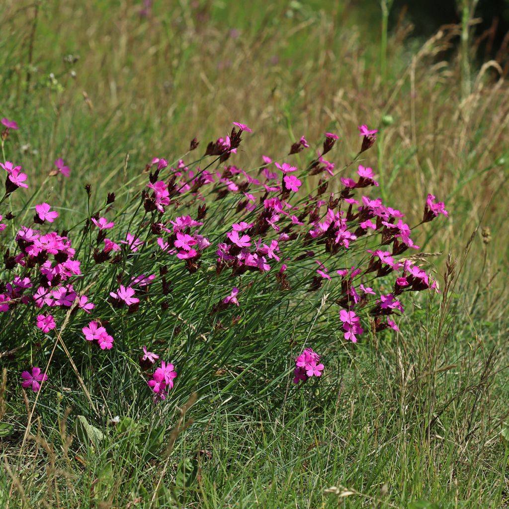 Munkkineilikka - Dianthus carthusianorum