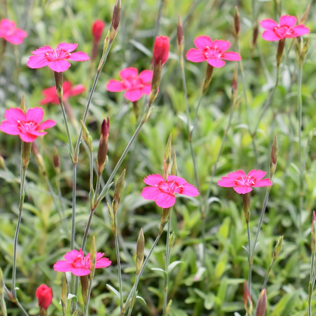 Ketoneilikka - Dianthus deltoides