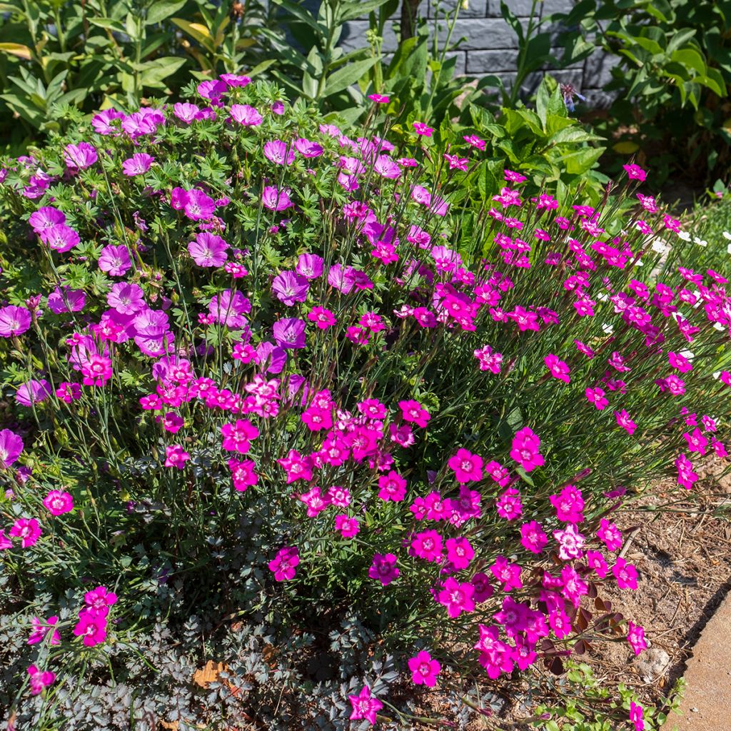 Ketoneilikka - Dianthus deltoides