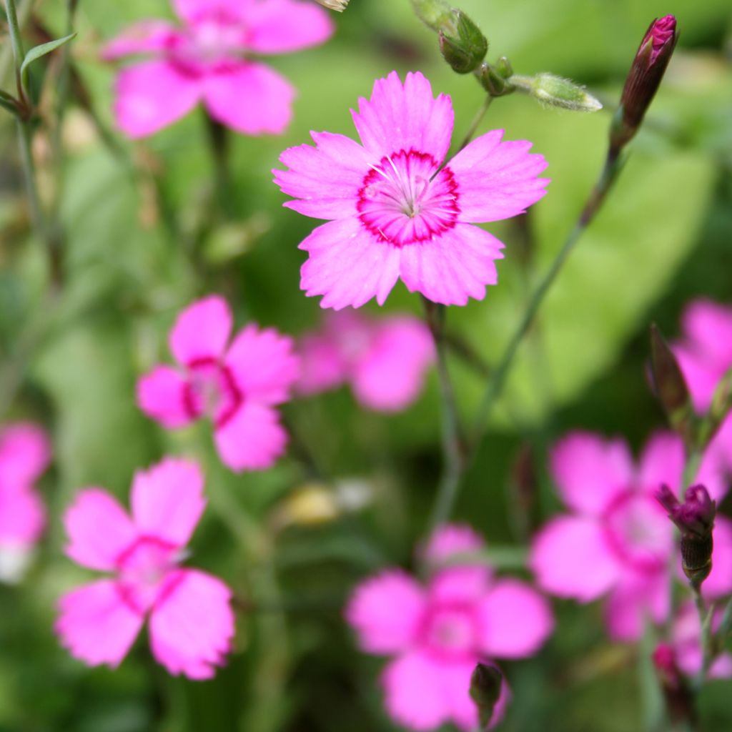 Ketoneilikka - Dianthus deltoides