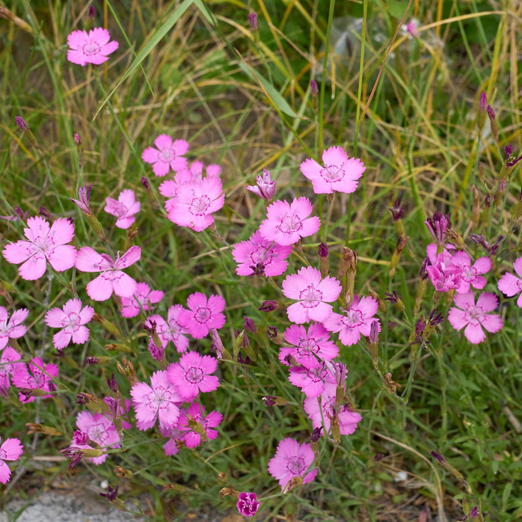 Ketoneilikka - Dianthus deltoides
