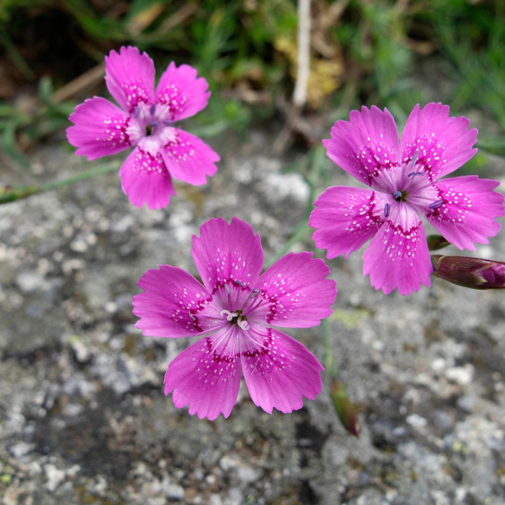 Ketoneilikka - Dianthus deltoides