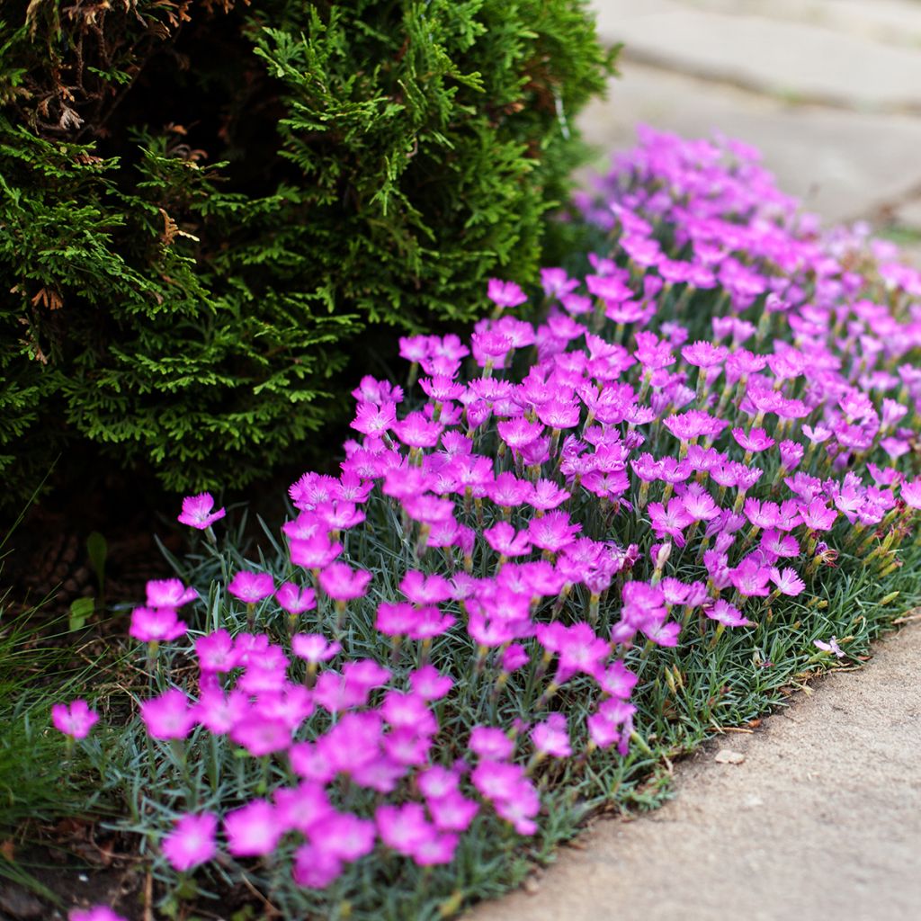 Ketoneilikka - Dianthus deltoides