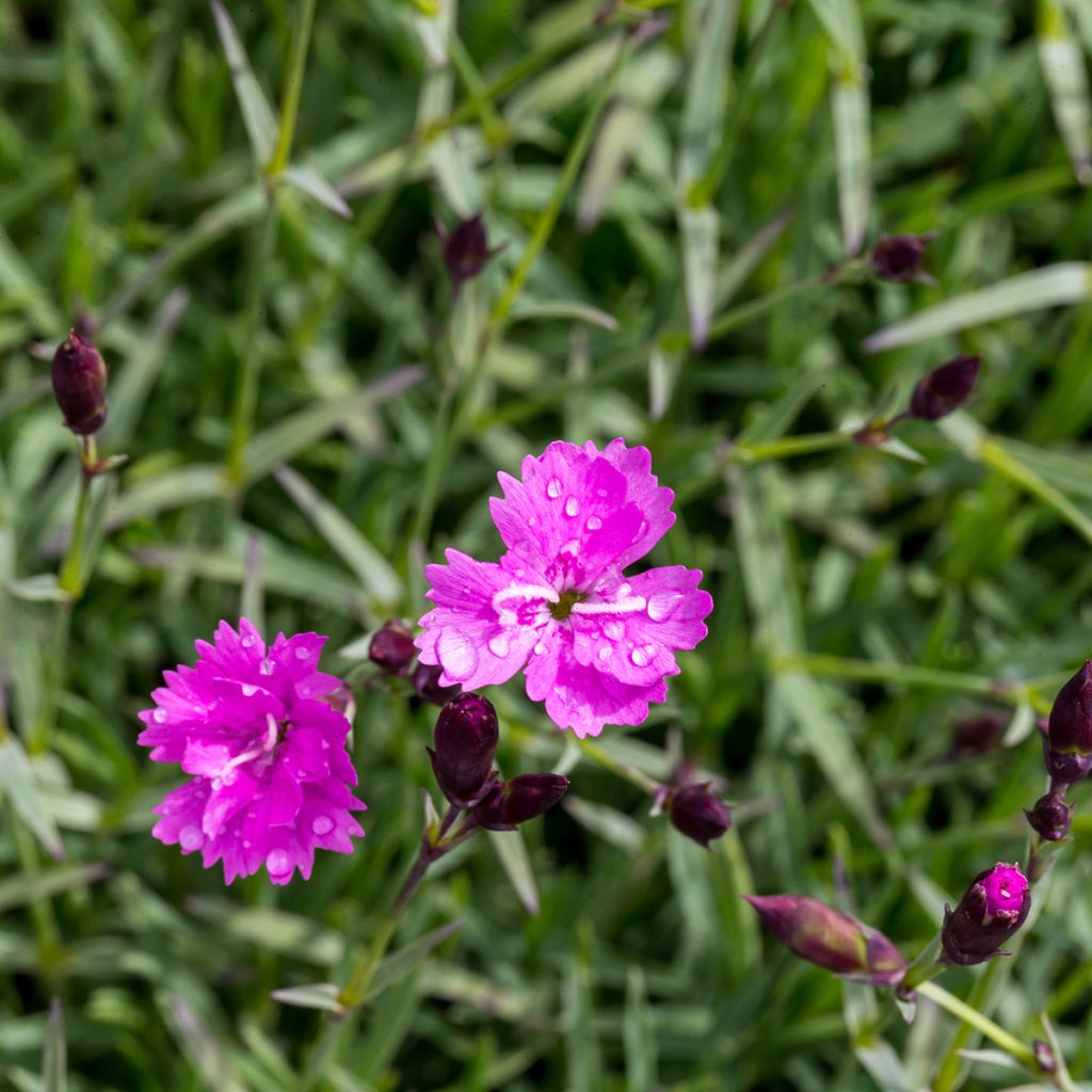 Vuorineilikka Badenia