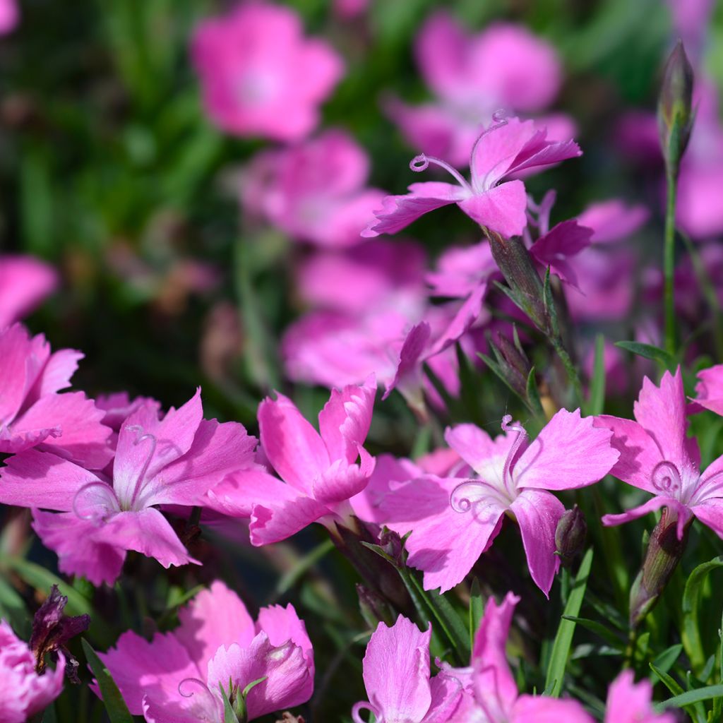 Vuorineilikka Kahori