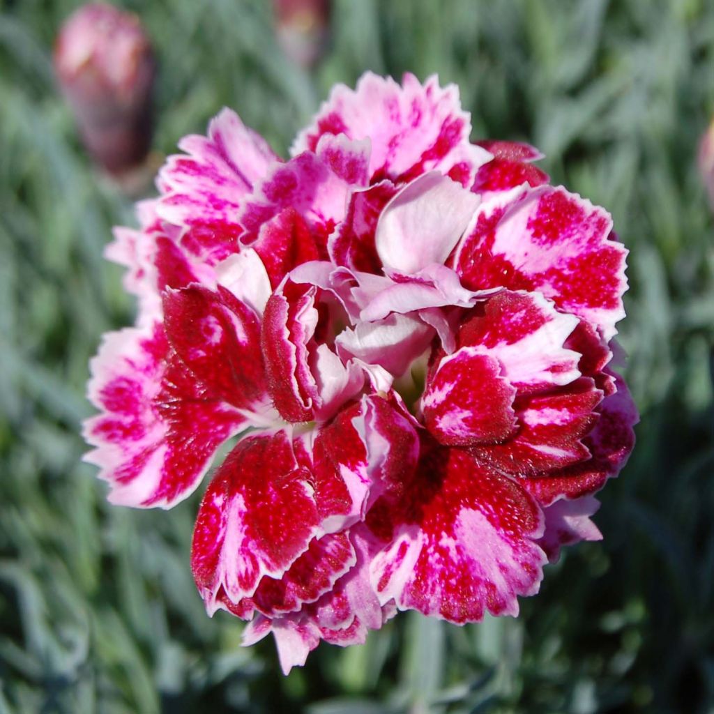 Vuorineilikka Whatfield Gem