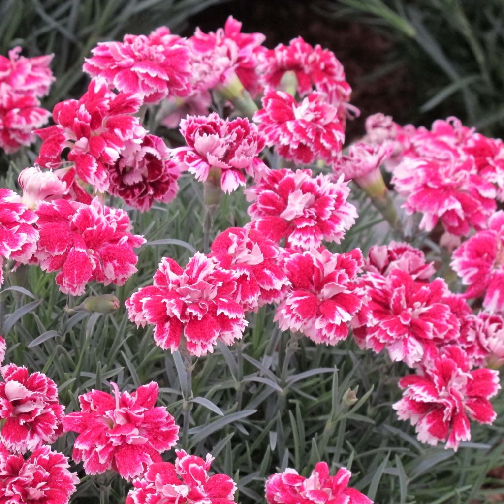 Vuorineilikka Whatfield Gem
