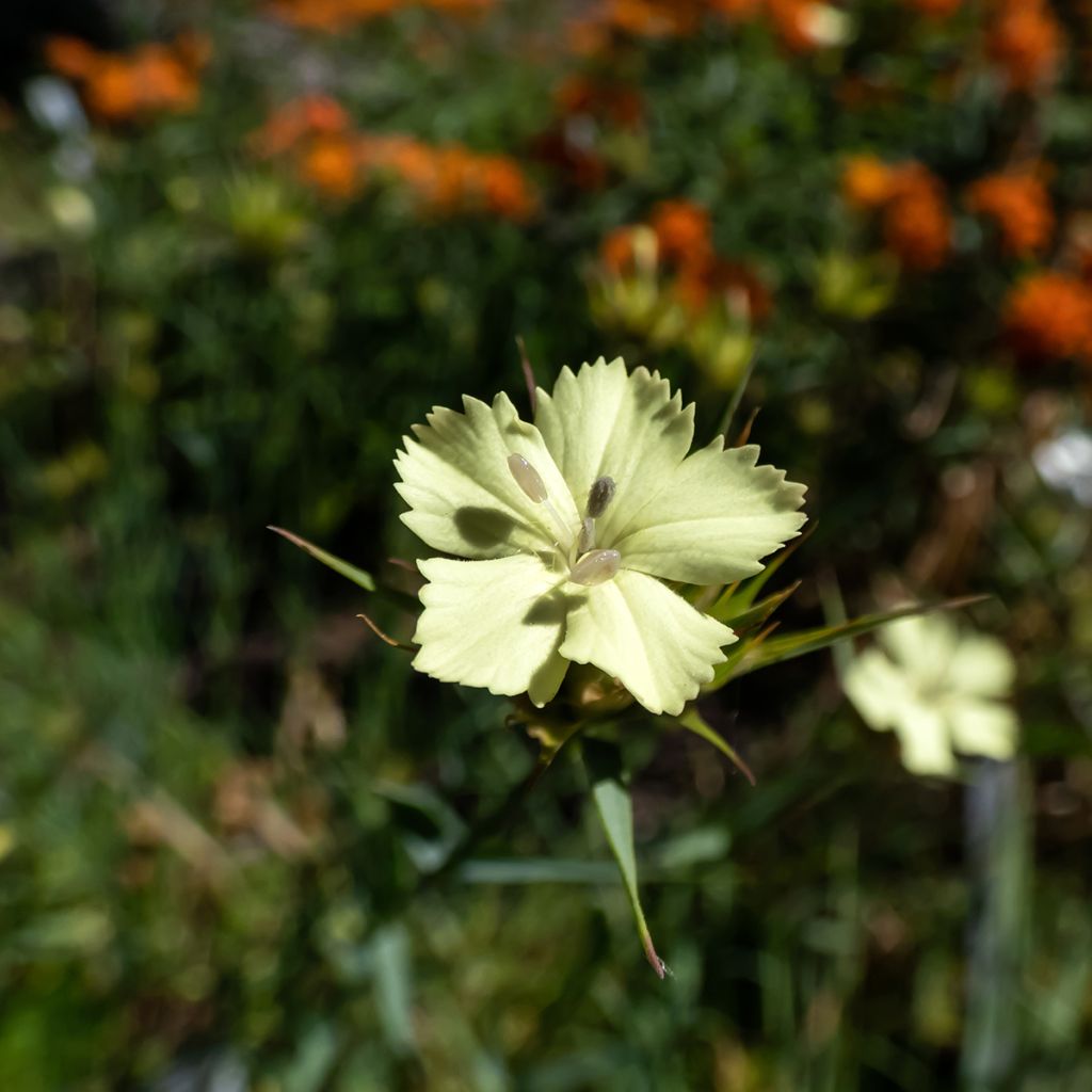 Rikkineilikka - Dianthus knappii