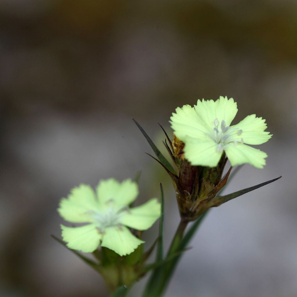 Rikkineilikka - Dianthus knappii