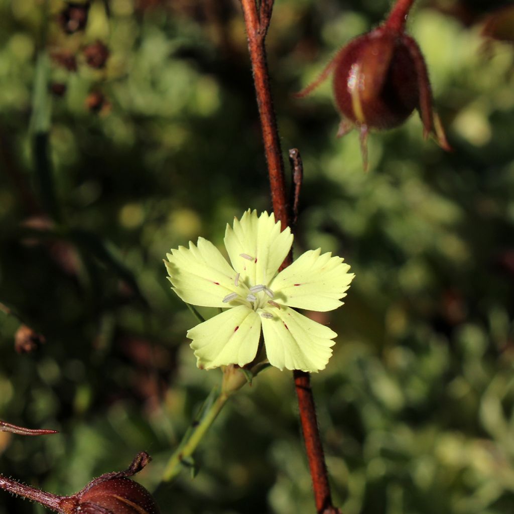 Rikkineilikka - Dianthus knappii