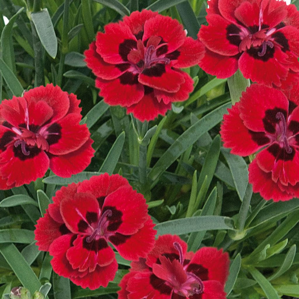Sulkaneilikka Merci Fleuri