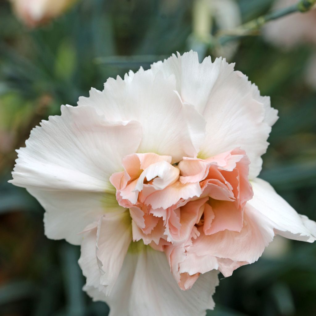 Sulkaneilikka Devon Cream