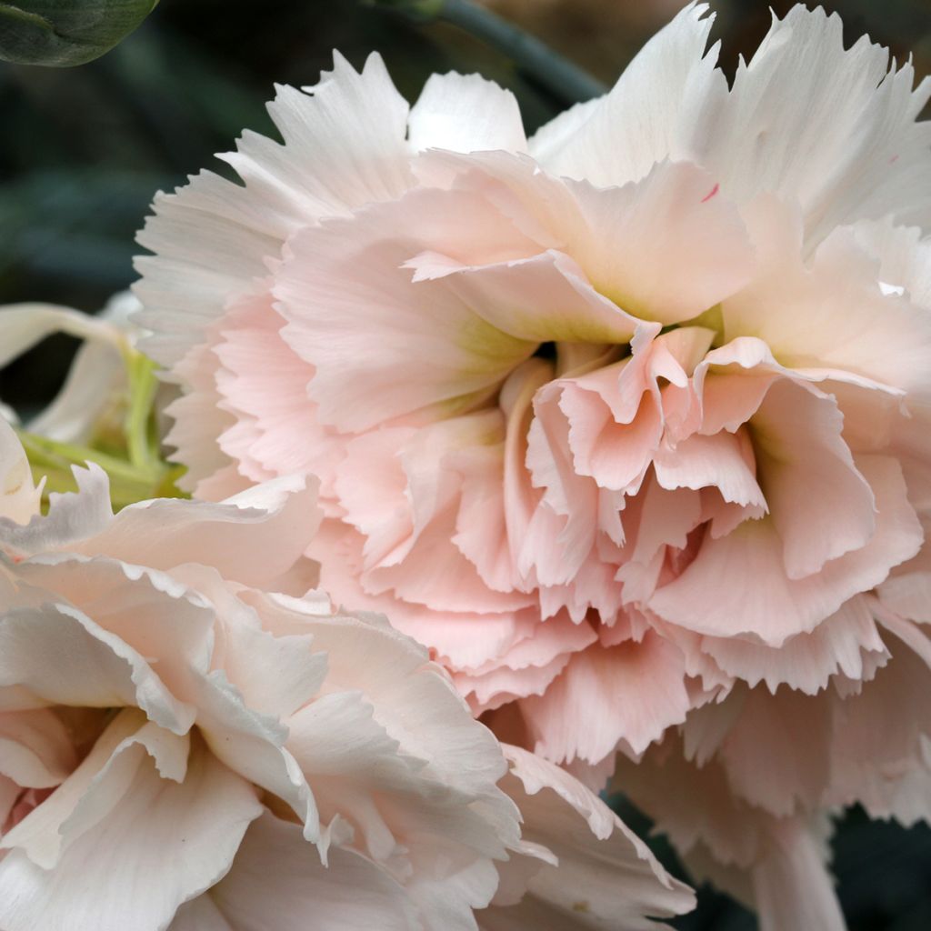 Sulkaneilikka Devon Cream
