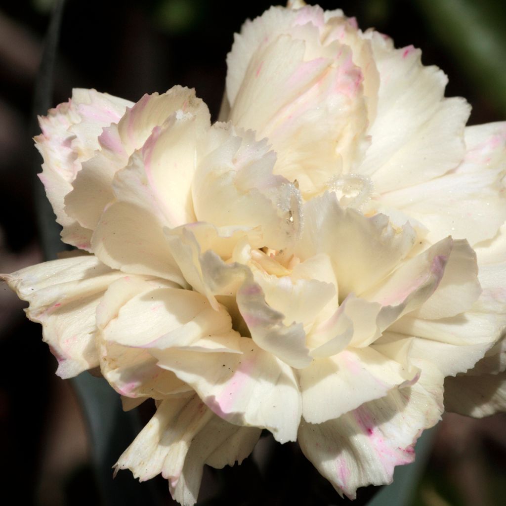 Sulkaneilikka Devon Cream