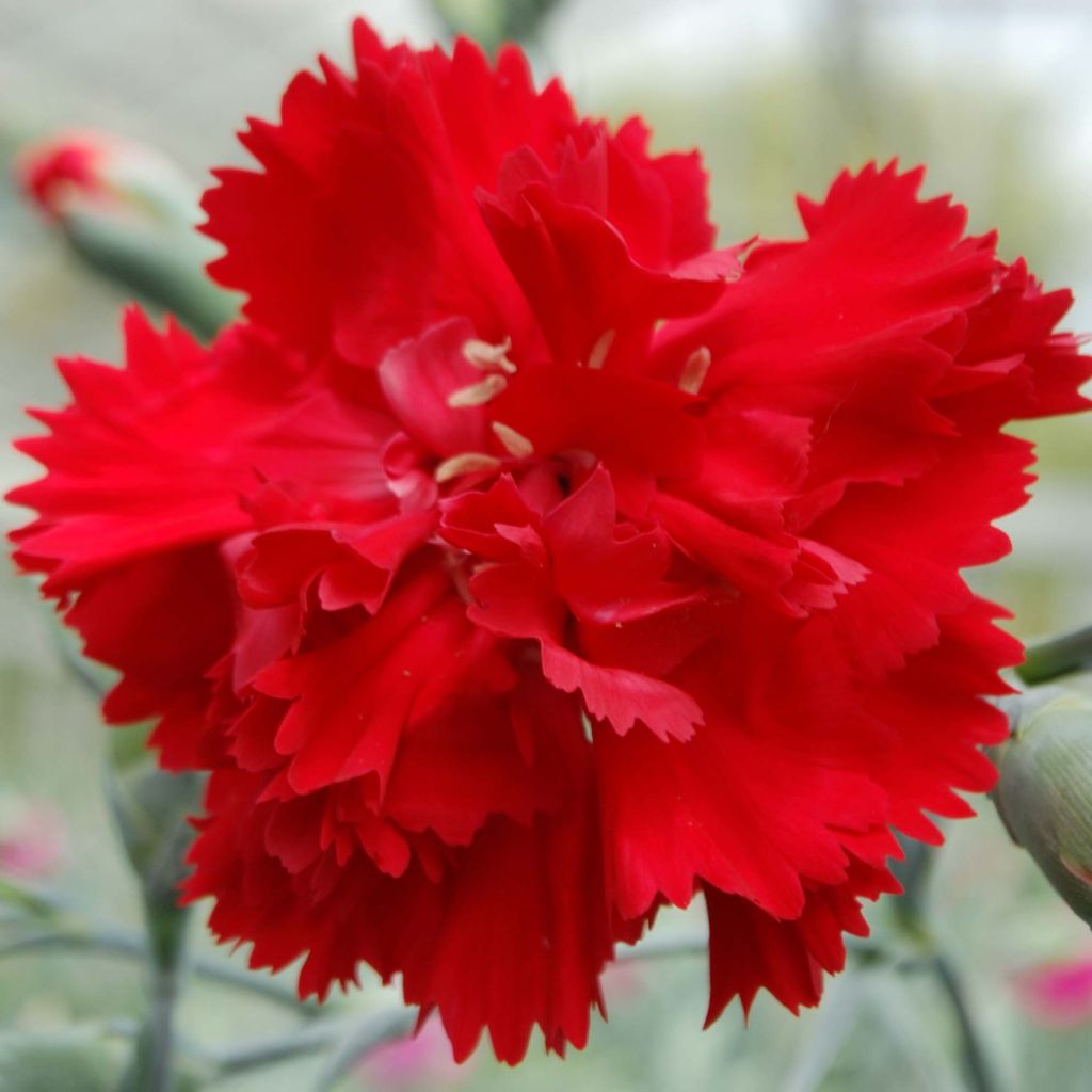 Sulkaneilikka Lady in Red ( Xanthe)