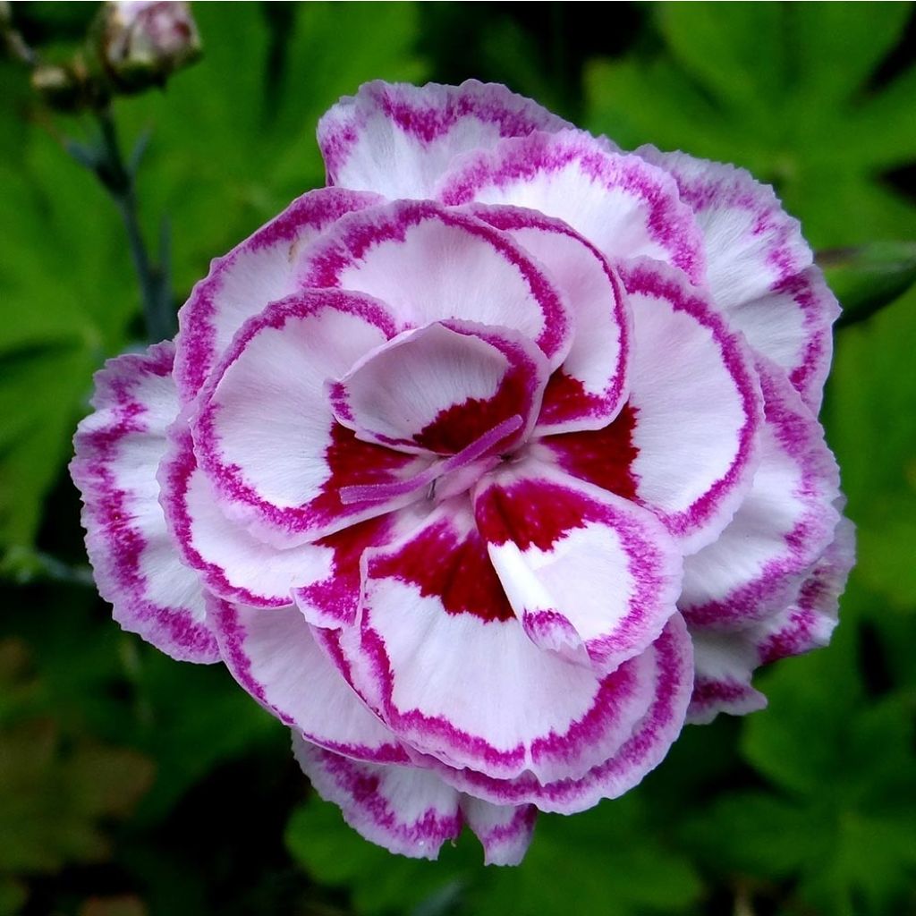 Sulkaneilikka Moulin Rouge (Pink Bicolour)