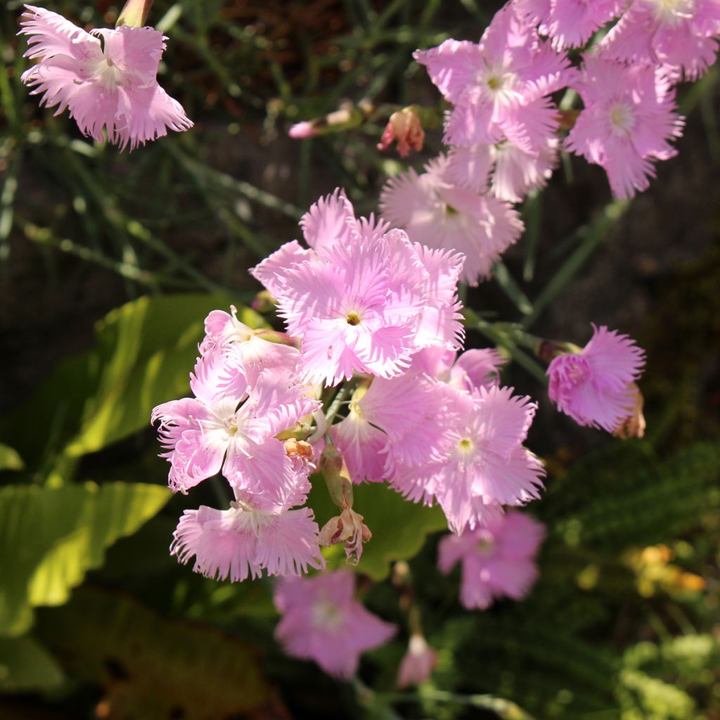 Neilikka - Dianthus spiculifolius