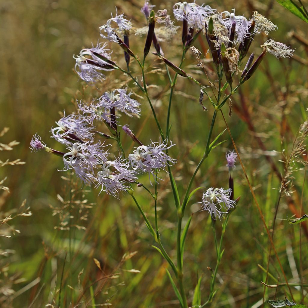 Pulskaneilikka - Dianthus superbus