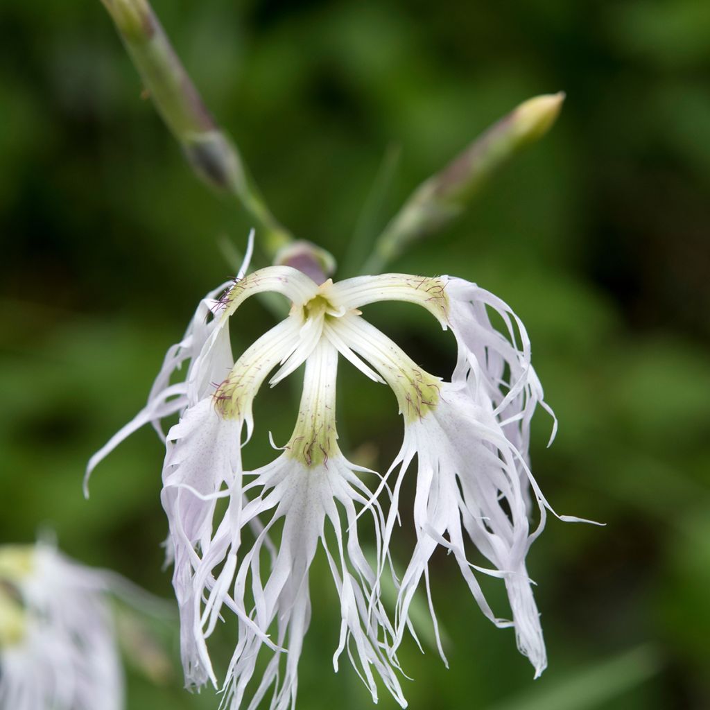 Pulskaneilikka - Dianthus superbus