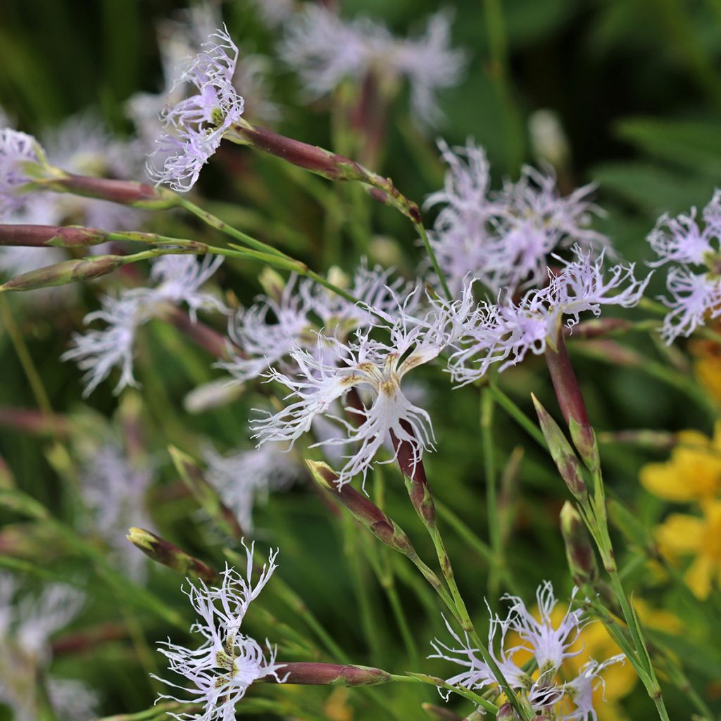 Pulskaneilikka - Dianthus superbus