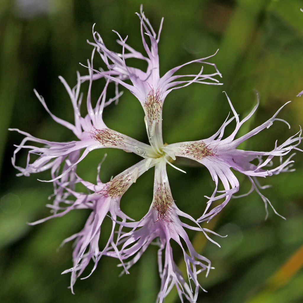 Pulskaneilikka - Dianthus superbus