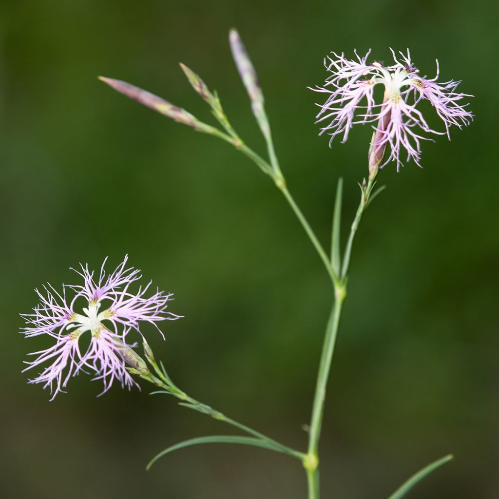 Pulskaneilikka - Dianthus superbus