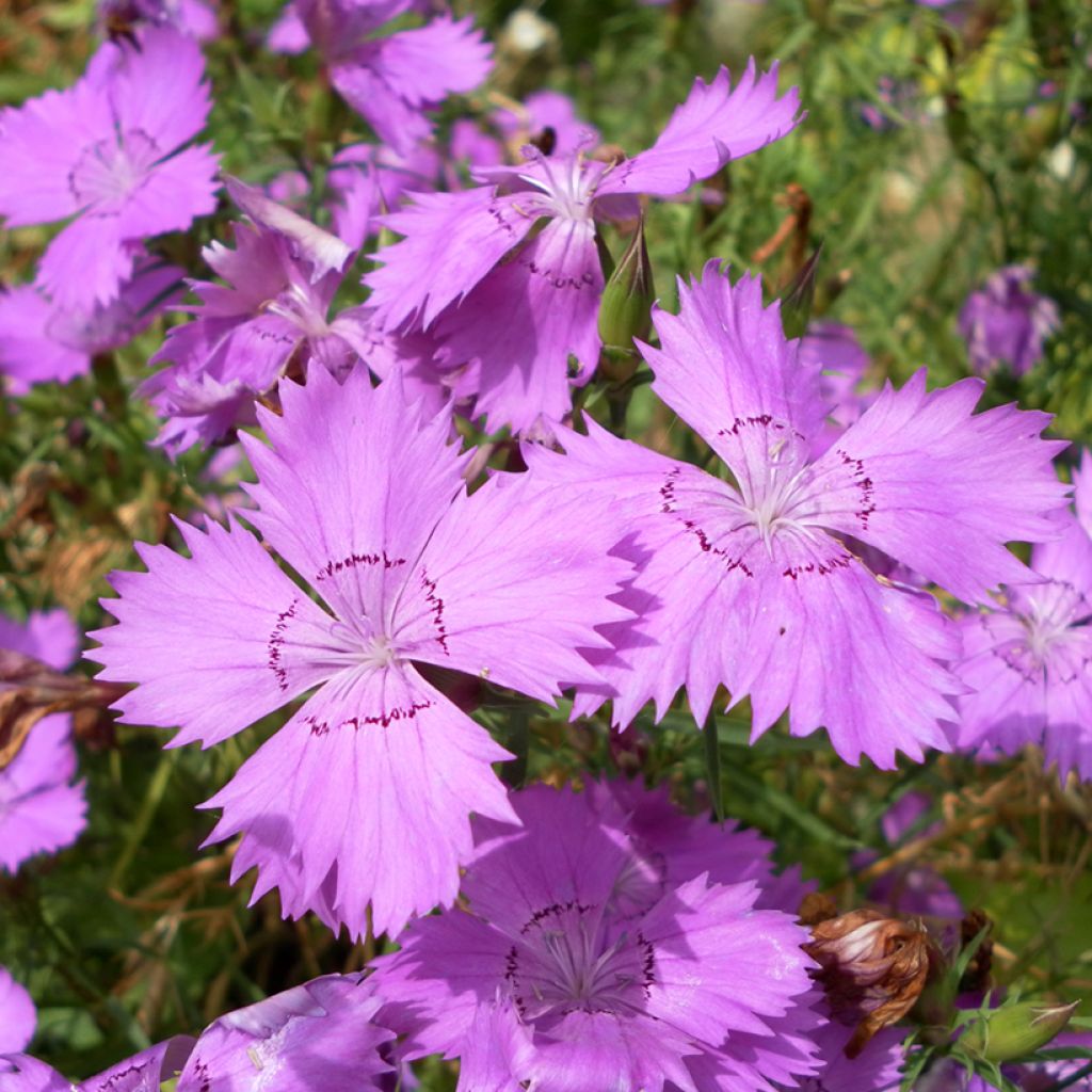 Amurinneilikka Siberian Blues (siemenet)