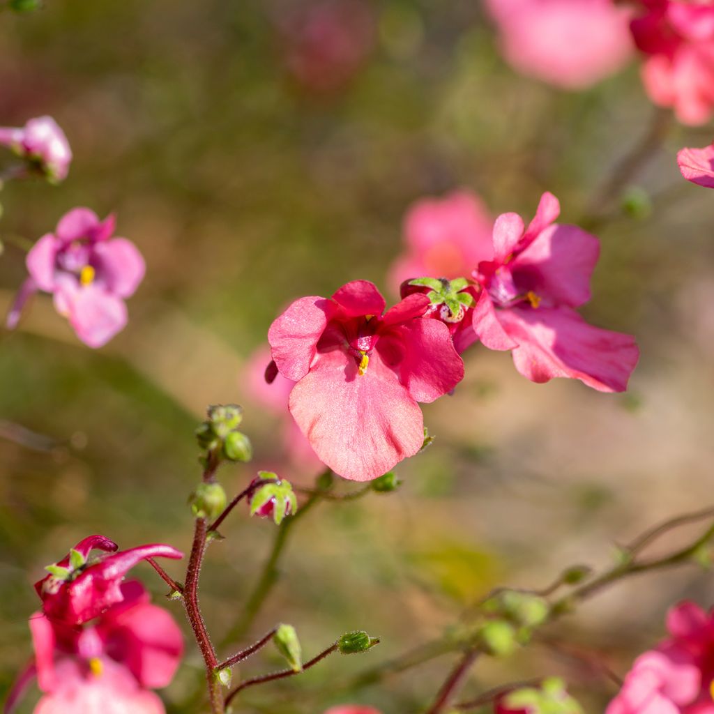 Pikkudiana - Diascia fetcaniensis