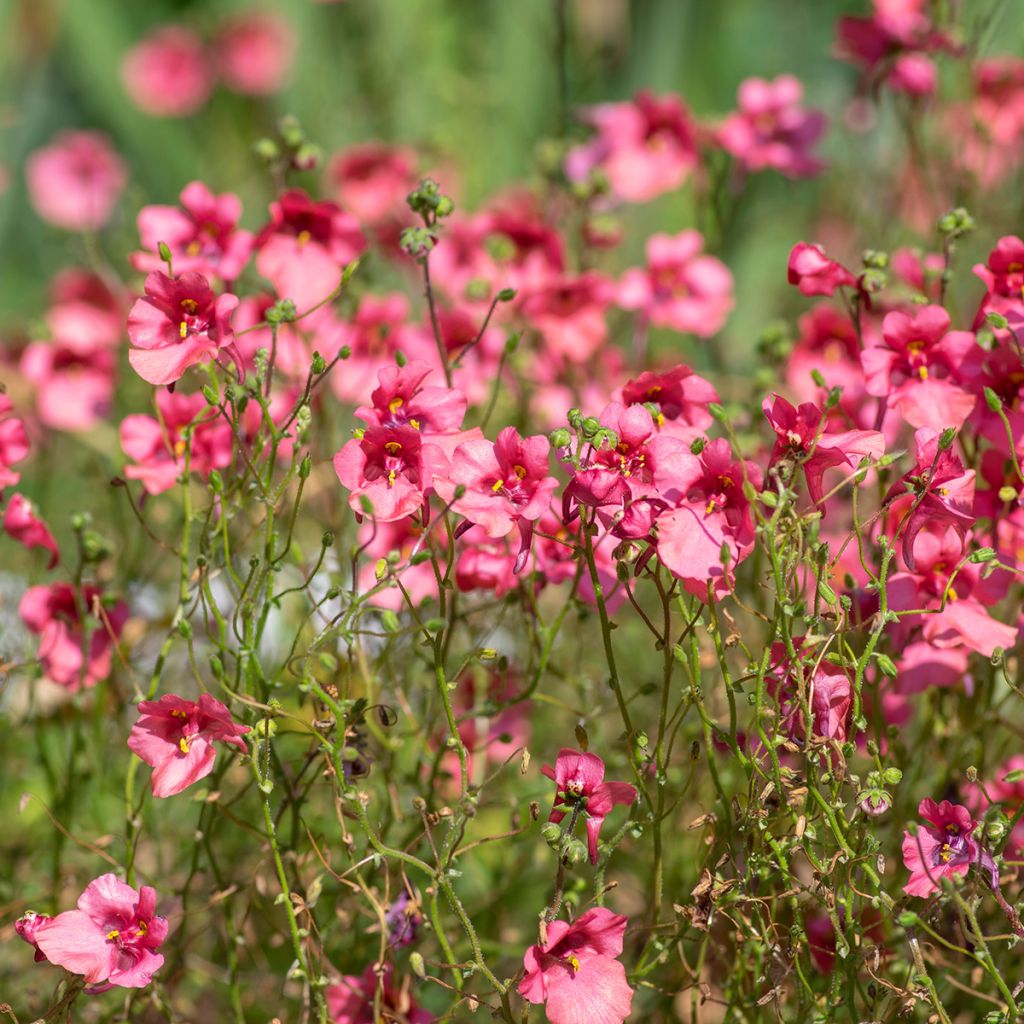 Pikkudiana - Diascia fetcaniensis