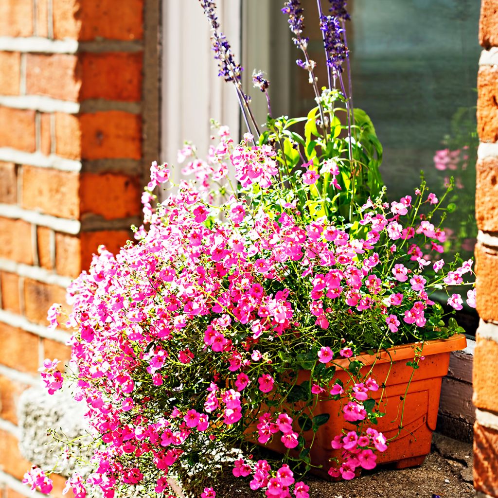 Mätäsdiana - Diascia personata