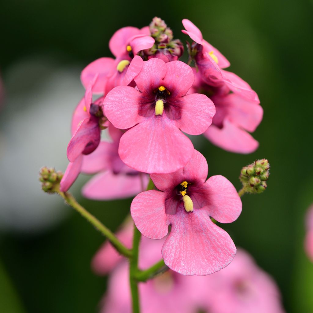 Mätäsdiana - Diascia personata