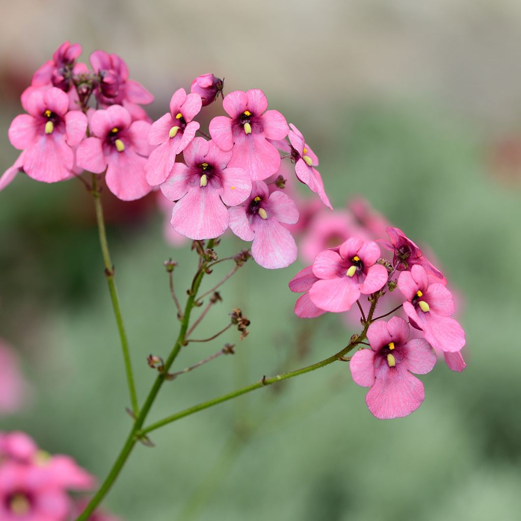 Mätäsdiana - Diascia personata