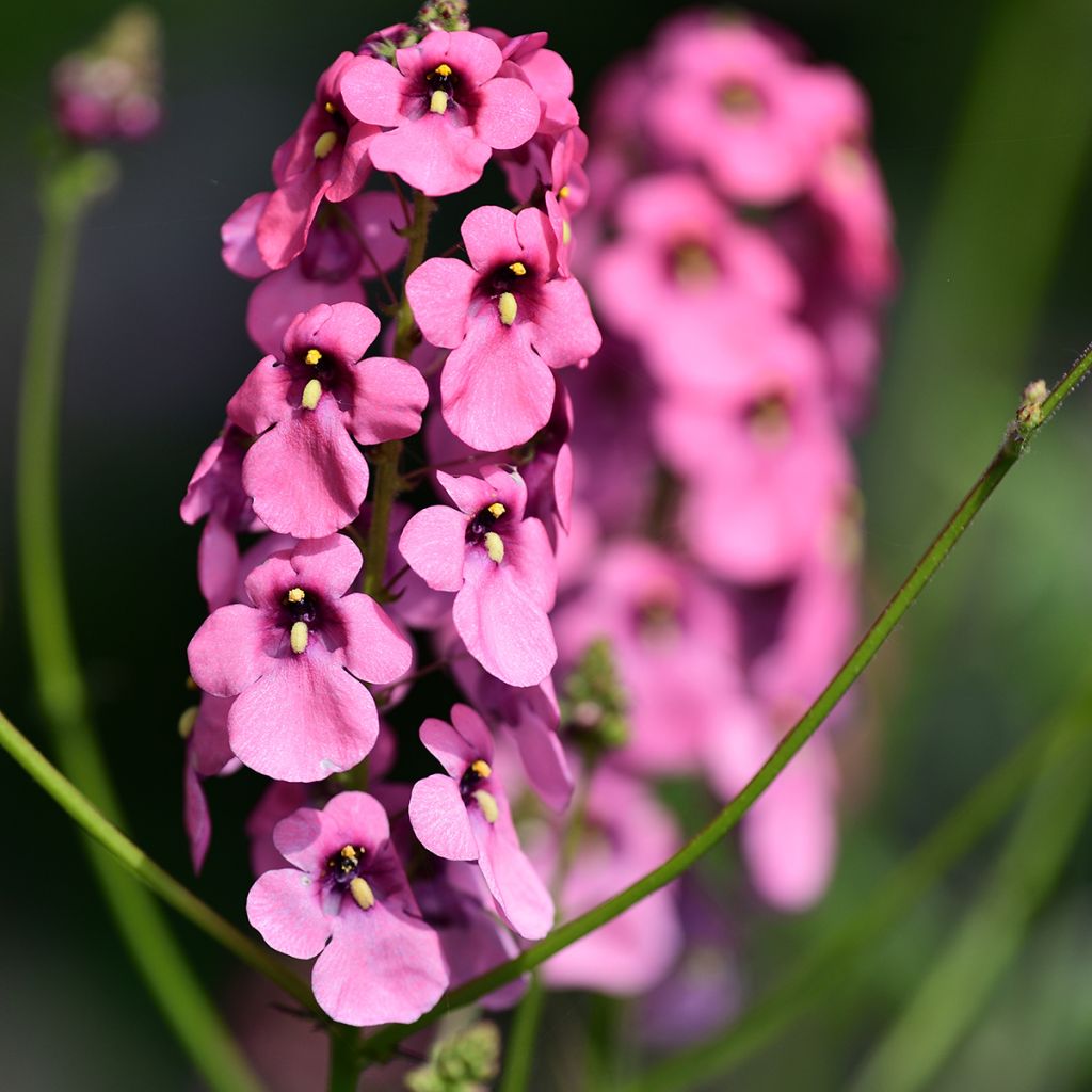 Mätäsdiana - Diascia personata