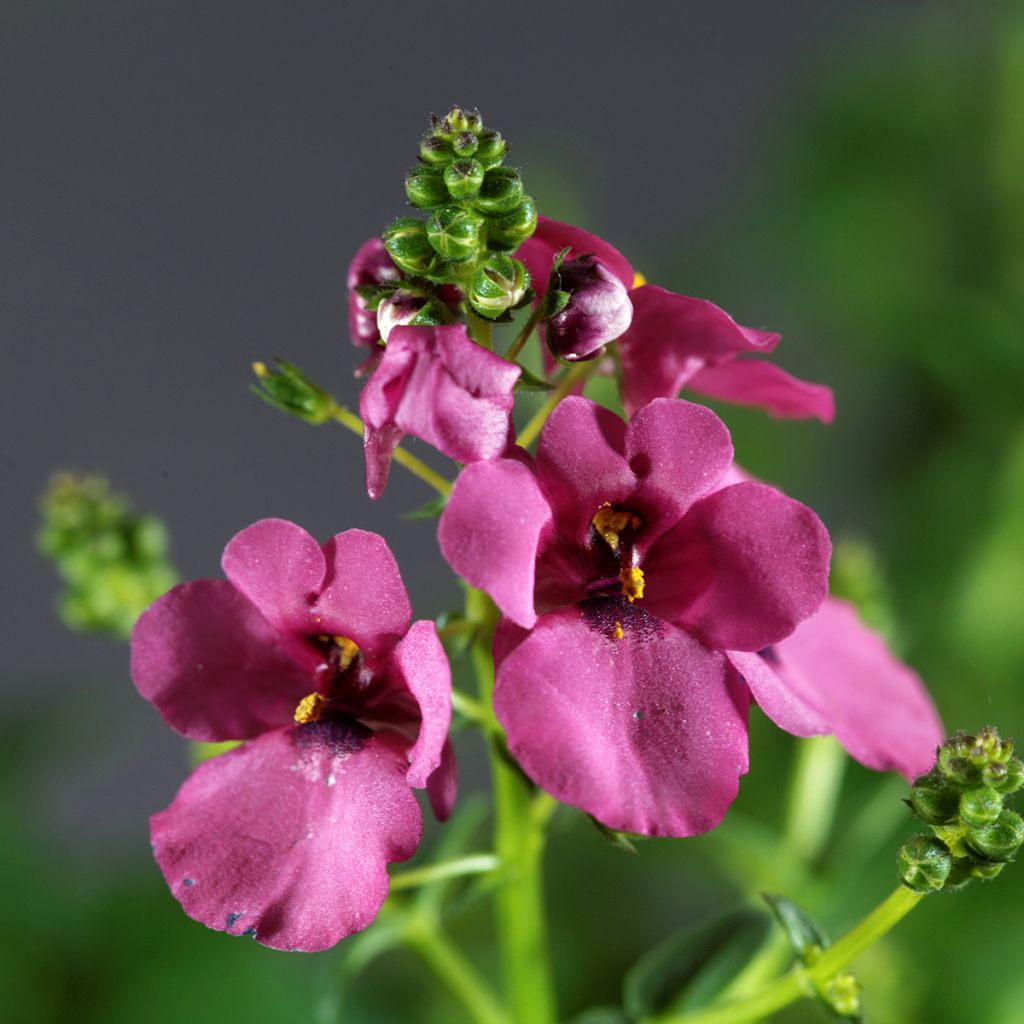 Mätäsdiana - Diascia personata