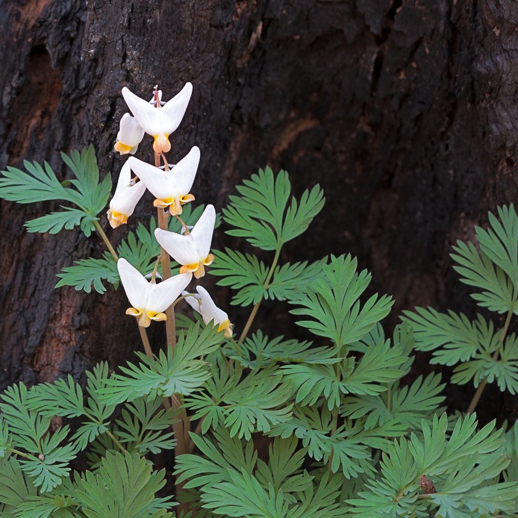 Keijunpikkusydän - Dicentra cucullaria