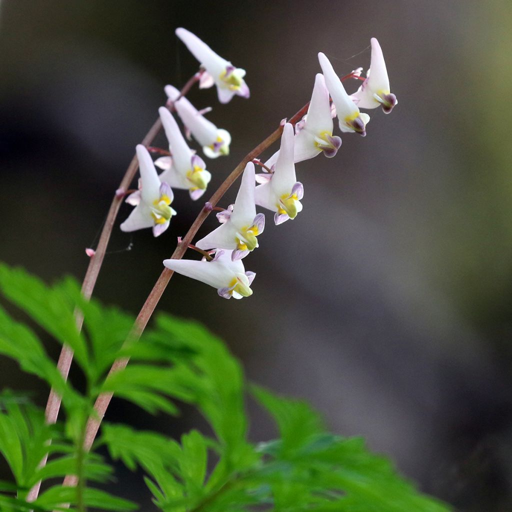 Keijunpikkusydän - Dicentra cucullaria