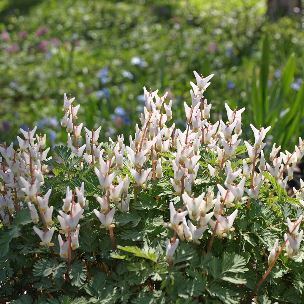 Keijunpikkusydän - Dicentra cucullaria