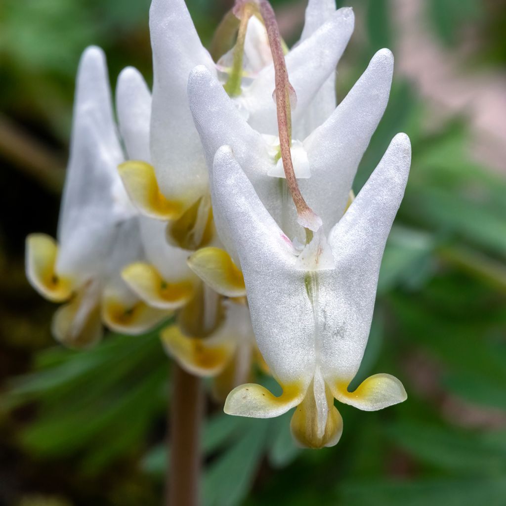 Keijunpikkusydän - Dicentra cucullaria