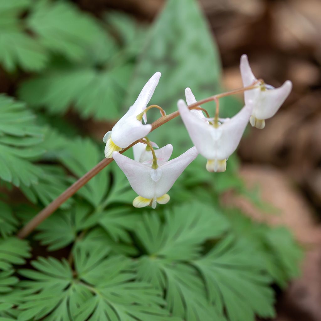 Keijunpikkusydän - Dicentra cucullaria