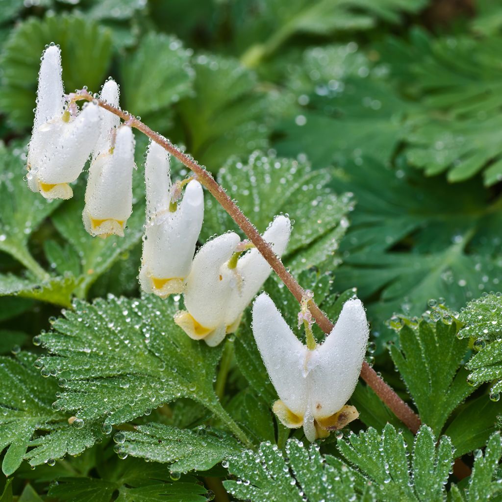Keijunpikkusydän - Dicentra cucullaria
