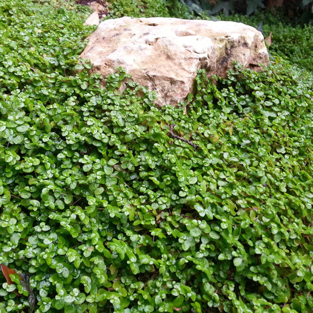 Dichondra repen TURFLINE (siemenet)